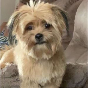 Meet your Posher, Sam